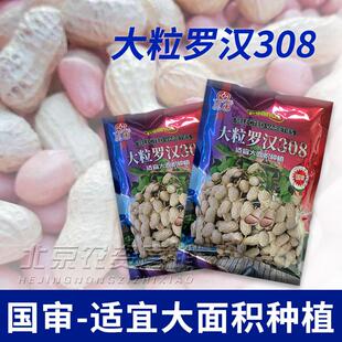 高产早熟大粒罗汉果花生种子抗病抗重茬密植薄壳油食兼用人工脱壳