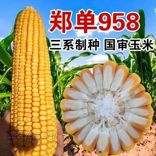 郑单958高产国审玉米种子