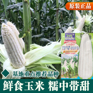 甜糯玉米种子水果玉米种籽包谷白甜糯四季蔬菜早熟超甜黏糯种孓