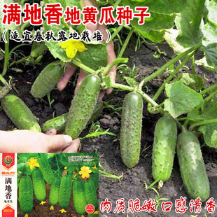 满地香小黄瓜种子水果黄瓜种籽孑青瓜蔬菜盆栽地黄瓜种秧春秋夏季