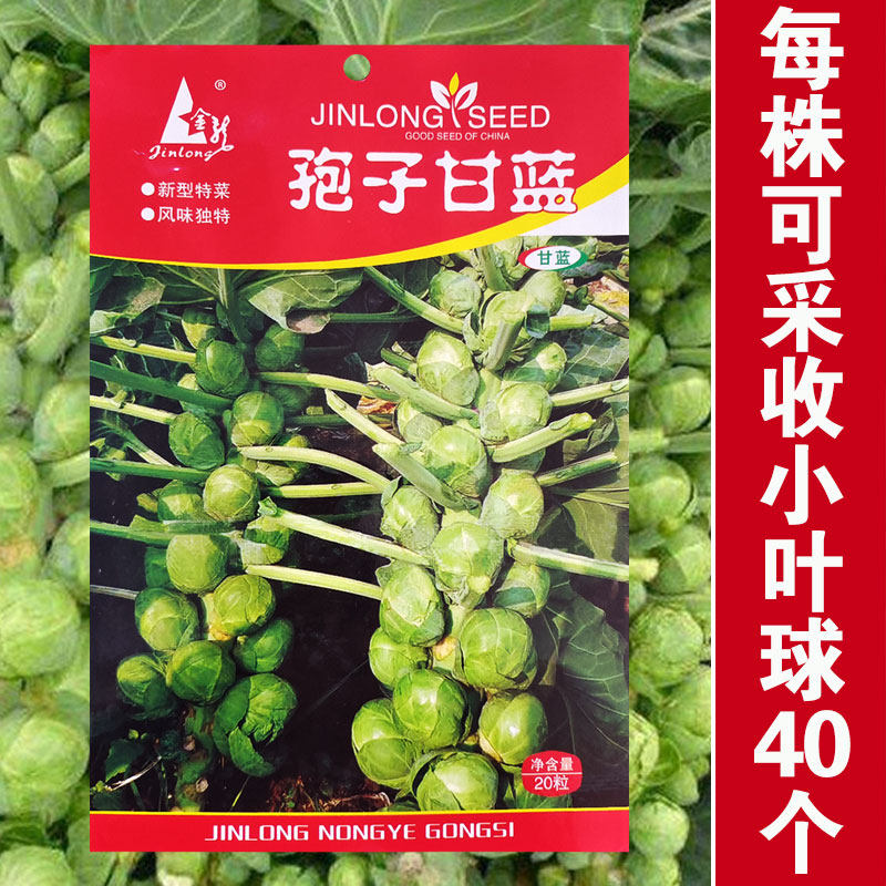 抱子甘蓝孢子甘蓝种子苗蔬菜种籽紫子持小包菜卷心菜包心菜孑菜种