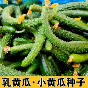 酱青瓜腌制菜小黄瓜乳黄瓜种子咸菜泡菜黄瓜花种籽四季春季蔬菜