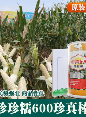 大棒型京科糯2000E春夏种植