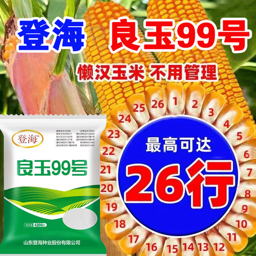 登海良玉99国审高产玉米种籽抗锈矮杆抗旱红轴玉米种子苞米耐高温