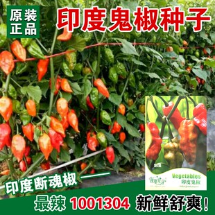 魔鬼辣椒种子印度鬼椒超辣的辣椒品种阳台庭院盆栽蔬菜籽四季种植