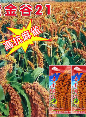 谷子种子种籽稻谷高产夏季种孑