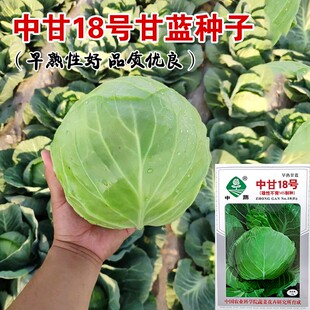 春季秋季中蔬中甘21二十一号甘蓝种子种籽包菜包心菜卷心菜蔬菜孑
