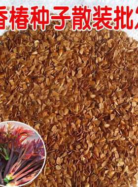 红油香椿种子速生香椿种籽四季易种红叶香春芽菜蔬菜种孑