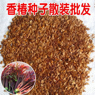 红油香椿种子速生香椿种籽四季易种红叶香春芽菜蔬菜种孑