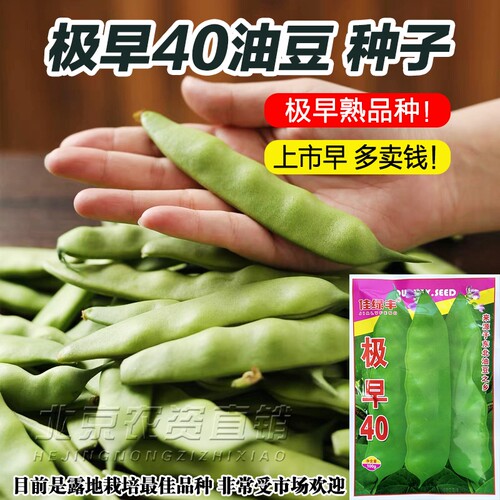 摘不完地油豆40天油豆豆角种子东北方高产早熟豆角籽压趴架可劲摘