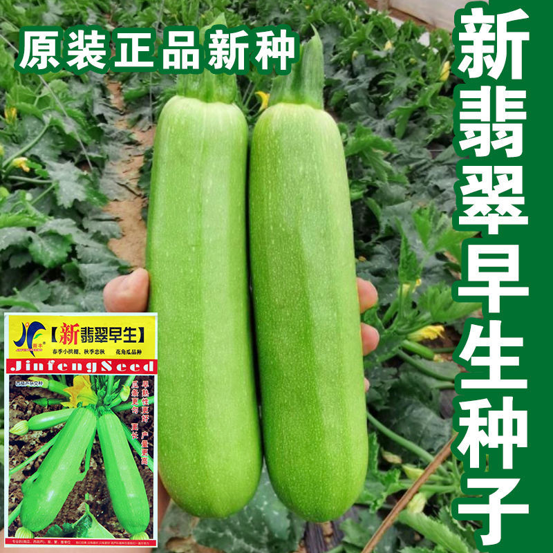 西葫芦种子种籽孑苗菜苗四季盆栽北瓜蔬菜瓜苗秧秧苗各种菜子种
