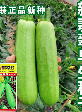 西葫芦种子种籽孑苗菜苗四季盆栽北瓜蔬菜瓜苗秧秧苗各种菜子种