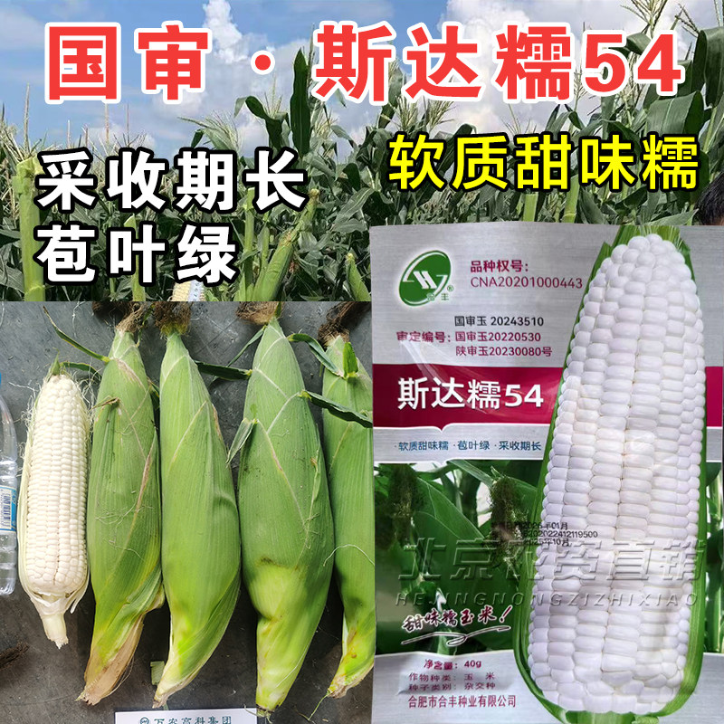 斯达糯54玉米种子国审早熟大棒白甜糯软质甜味糯高产春夏玉米种子,农用物资,玉米种子/种苗,淘宝优惠券,粉丝福利购,淘宝优惠卷
