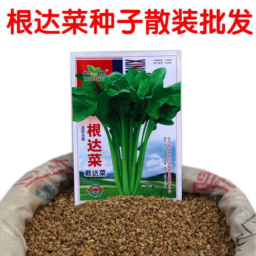耐热耐寒根达菜种子北京农资直销