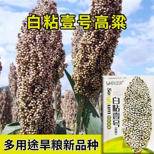白高粱种子杂交白高粱种子白粘食用高粱吃米产量高香味浓春夏季播