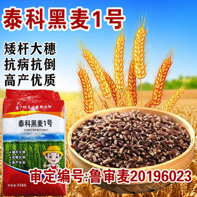泰科黑麦1号小麦种子矮杆高产