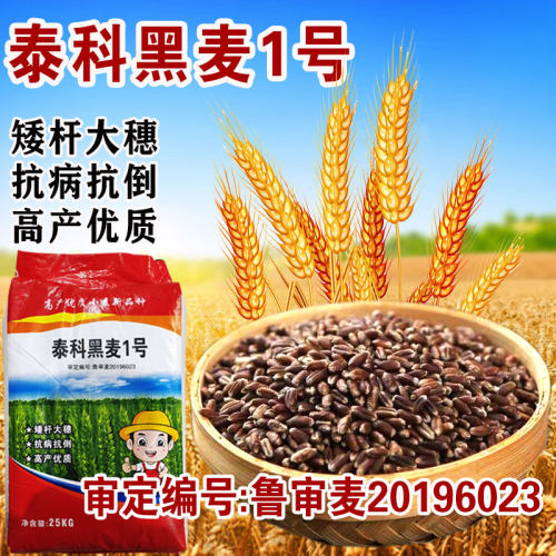 泰科黑麦1号小麦种子矮杆高产