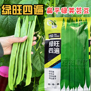 绿旺四遍扁平绿芸豆种子大田用种高品质豆角种子大宽扁豆角种子