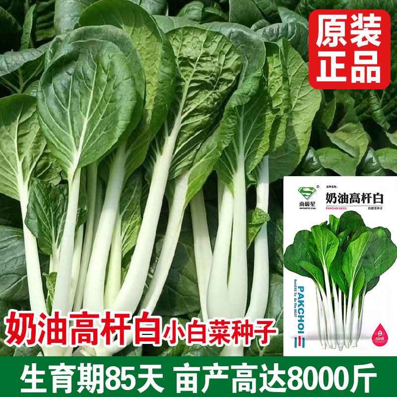 奶油高杆白小白菜种子好吃脆嫩