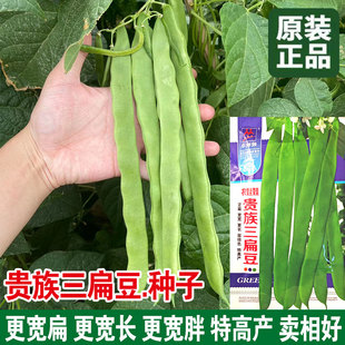 三扁豆种子油豆豆角大扁豆种籽芸豆大刀农家庭院春季秋季蔬菜种子