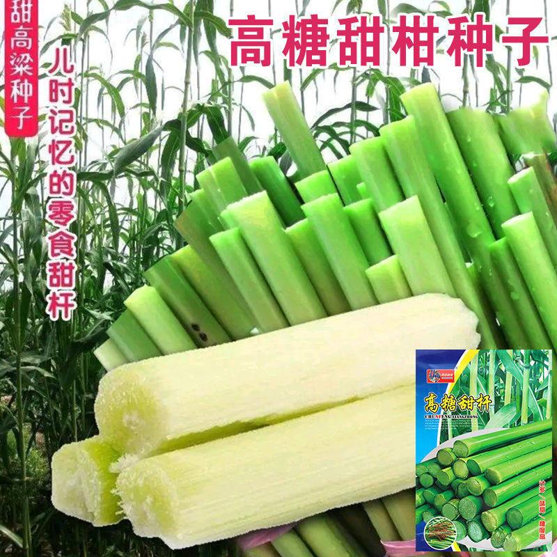 高糖甜杆高粱种子北方甘蔗甜杆种子甜高粱甜秫秸糖高粱种孑多汁 - 实物图