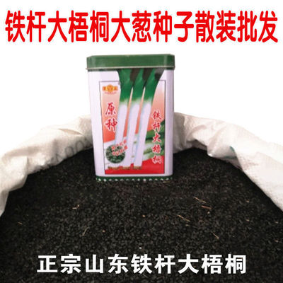 高产耐寒大田大葱种子