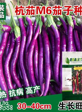 蔬菜长线紫红皮阳台盆栽四季杭茄