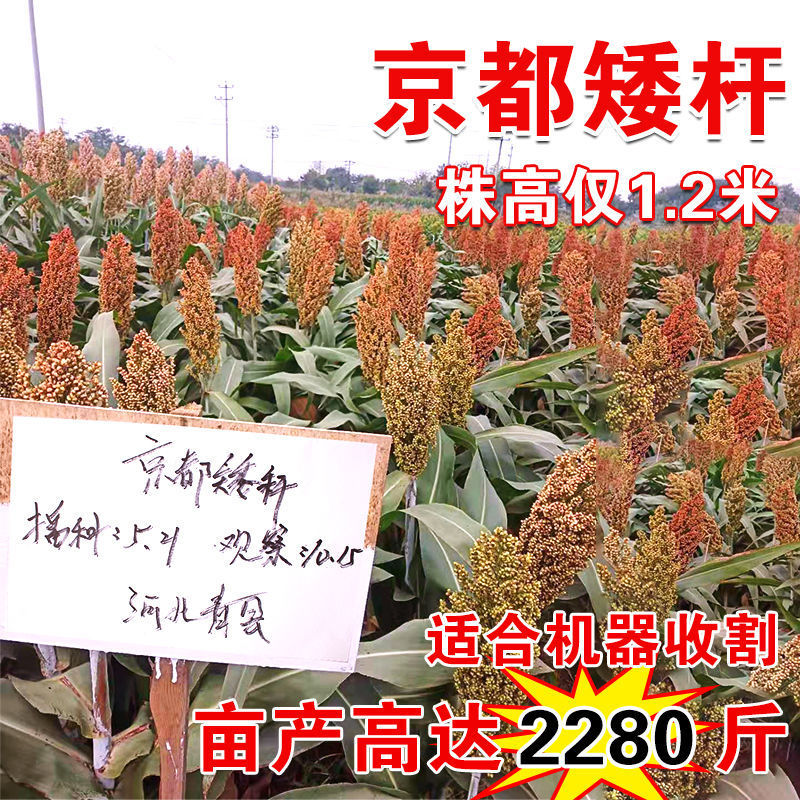 京都矮杆高粱种子酿酒型红高粱种籽抗病高产抗倒伏抗鸟害大田高粱