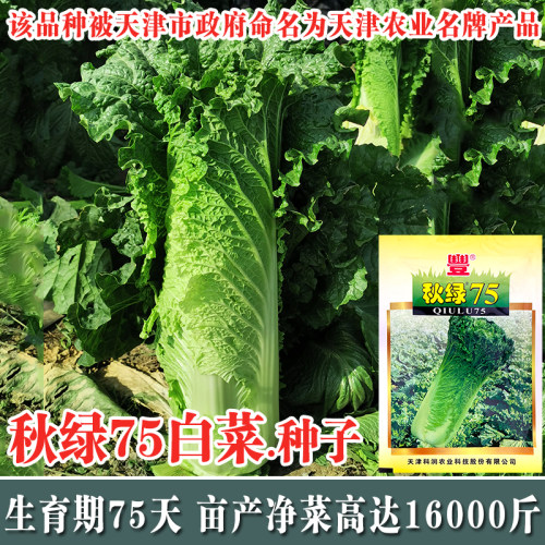 秋绿天津青麻长筒型叶菜