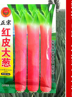 正宗红皮大葱种子返青高
