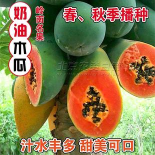 高产水果矮株型番木瓜水果红肉水果庭院田园红妃木瓜种子杂交品种