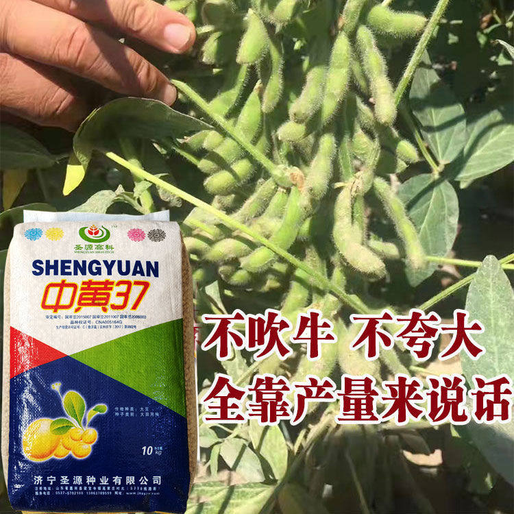 国审豆中黄37黄豆种子千斤大豆种子高产早熟特大当季新种农科院