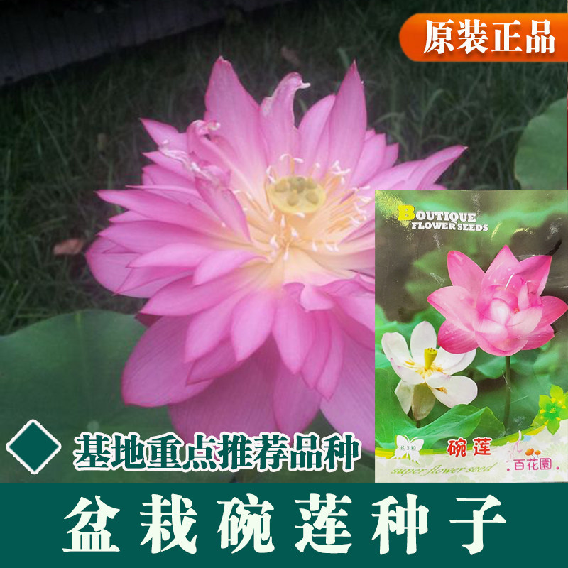 水培碗莲荷花种籽已开口水培花卉植物盆栽春夏阳台睡莲花种子