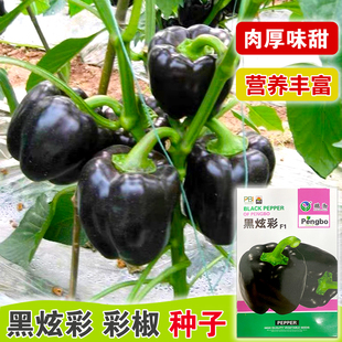 黑甜椒种子高产彩色甜椒柿子椒黑炫彩甜椒种籽紫黑霞超大辣椒种孑
