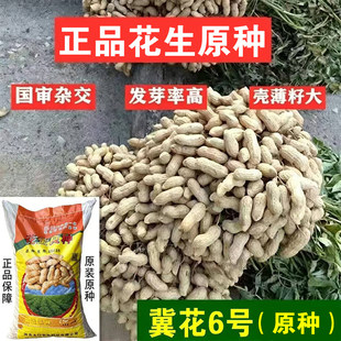 冀花5号 山东农家自种带壳花生种子抗病早熟白皮薄皮大田品种