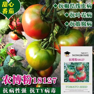 东北铁皮柿子籽水果草莓番茄种子甜心西红柿 农博粉18127抗TY病毒