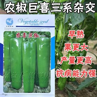 农喜巨椒辣椒种子特大果蔬菜椒种籽高产早熟青椒种孑苗牛角不辣