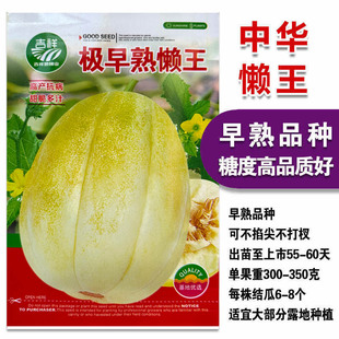 懒瓜种籽甜汉瓜香瓜种子中华懒汉东北香瓜薄皮北方早熟甜四季阳台