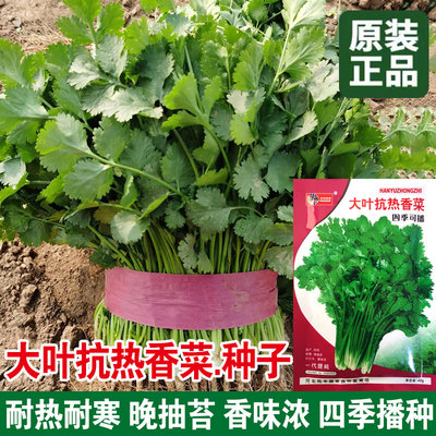 四季大叶香菜种子种籽