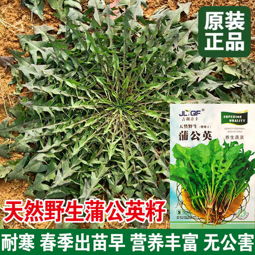 金种子春夏季易生长蒲公英