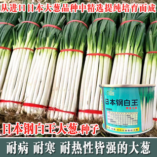 日本钢白王大葱种子进口高白大葱晚抽一本日本进口大葱种子春季秋