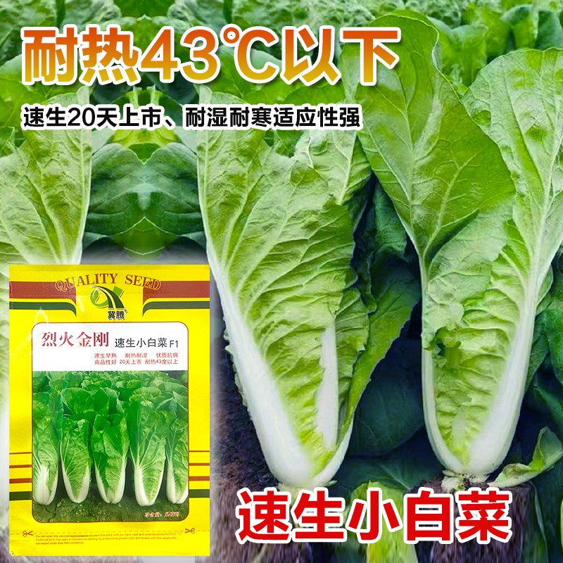 四季奶油快菜种子小白菜菜籽耐热速生快菜种孑阳台蔬菜籽种大全 农用物资 蔬菜种子 原图主图