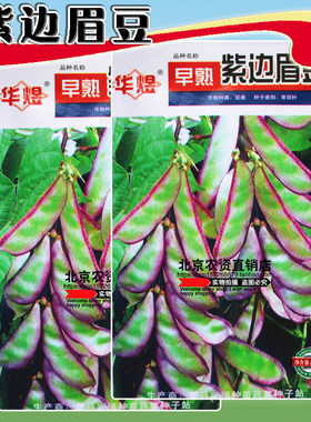 紫边眉豆种子茶豆早熟红扁豆庭院