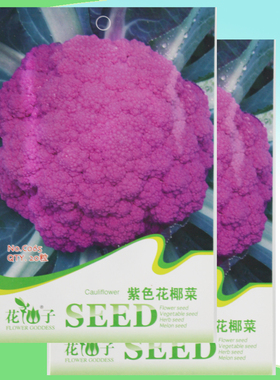 紫色花椰菜种子 喜冷凉 富含维生素C 蔬菜籽 农家阳台 春秋播