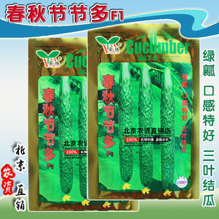 春秋节节多F1黄瓜种子  高产早熟抗重茬抗热耐低温密刺黄瓜蔬菜籽