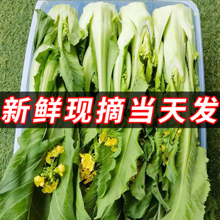 广东增城小楼迟菜心时令新鲜蔬菜买农家现摘应季批发当季生鲜青菜
