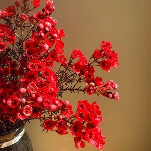 【澳洲腊梅】鲜切花水养花卉年宵花云南基地直发