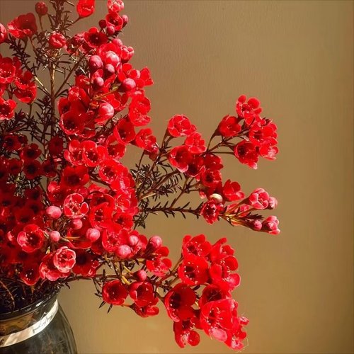 【澳洲腊梅】鲜切花水养花卉年宵花云南基地直发