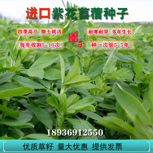 紫花苜蓿草种子质量怎么样 紫花苜蓿草种子口碑怎么样 小麦优选 紫花苜蓿草种子质量怎么样 紫花苜蓿草种子口碑怎么样 小麦优选