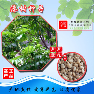 漆树种子新采漆树种子漆树种籽漆树籽大漆树小木漆种籽新采漆树种